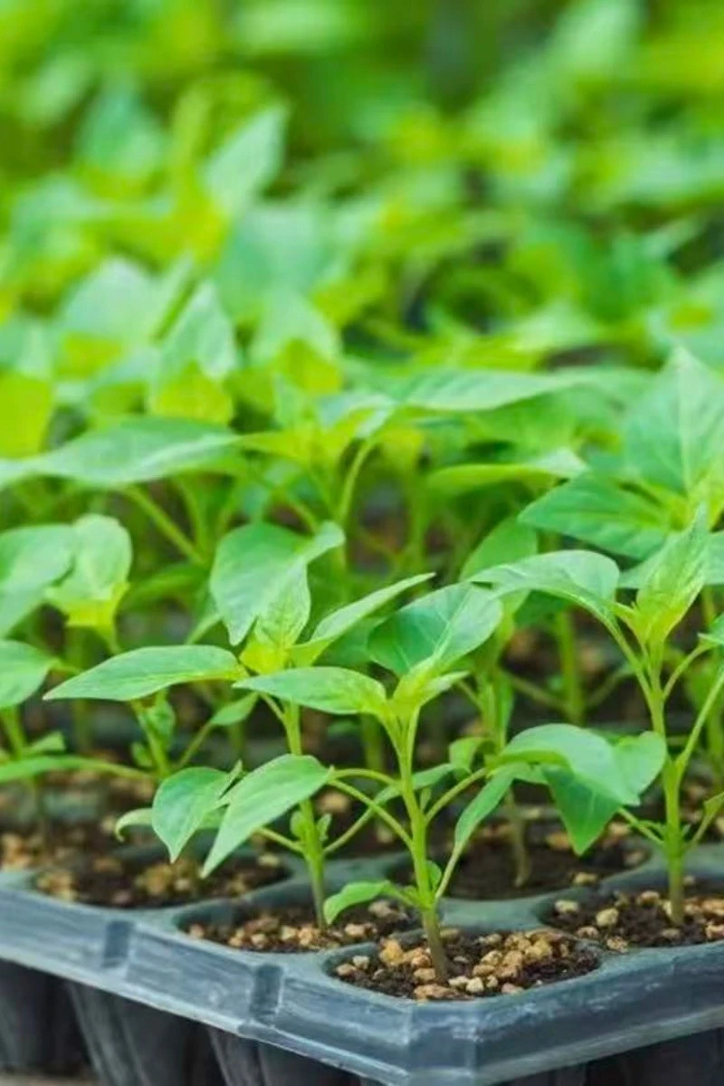 High-efficiency Seedling Cultivation Equipment high quality